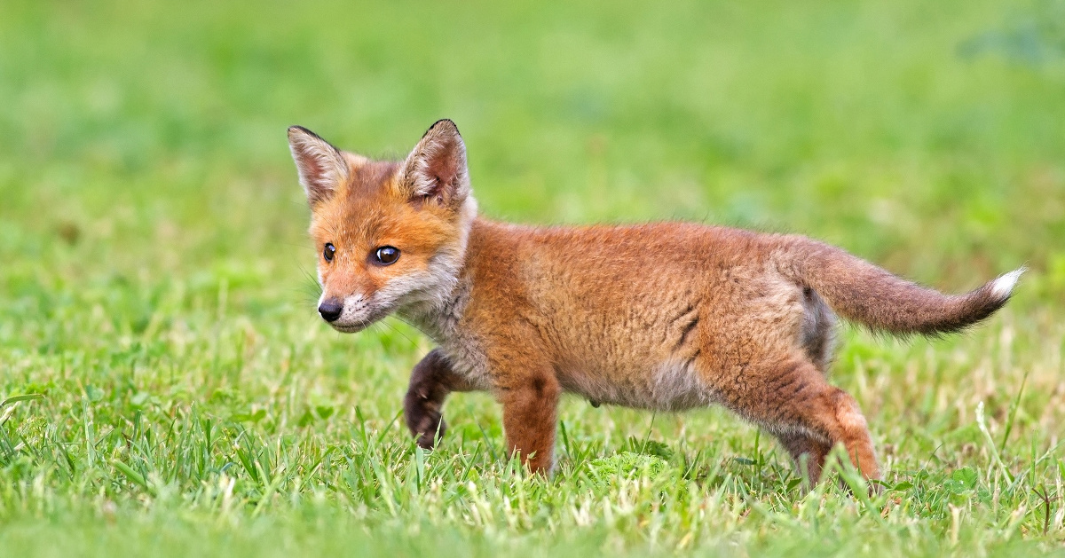 fox fox